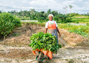 Développement rural